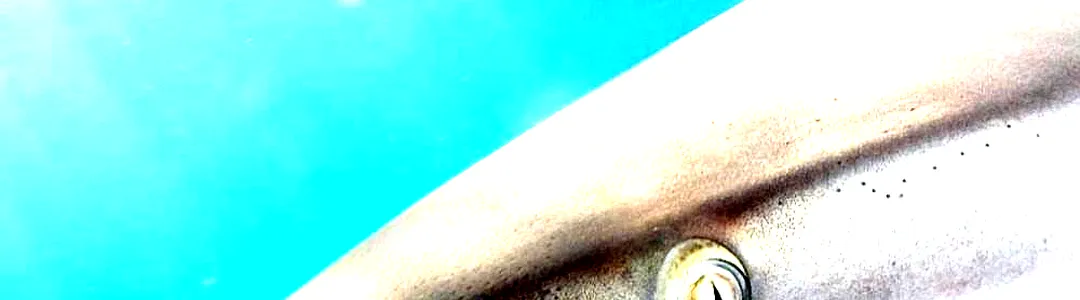 National Geographic Live: Penguins of Antarctica - Heather Joan Lynch