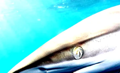 National Geographic Live: Penguins of Antarctica - Heather Joan Lynch